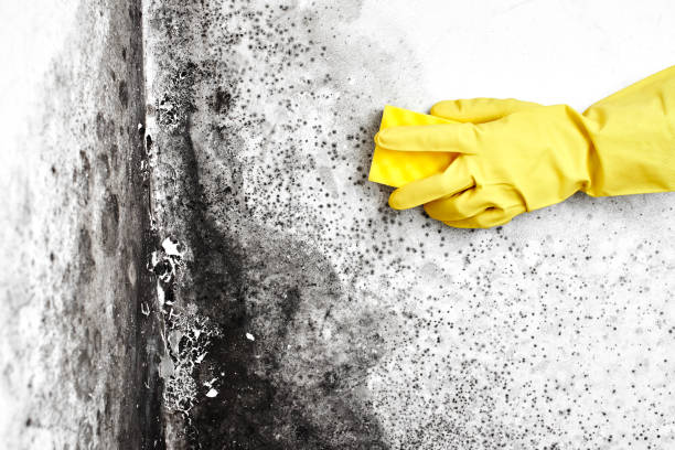 Best Office Mold Removal Services  in Elleale, ND