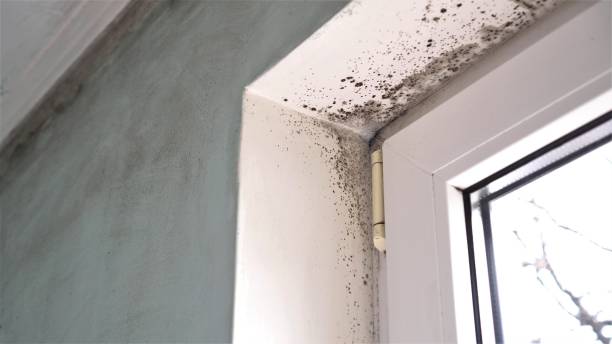 Best Attic Mold Removal  in Elleale, ND