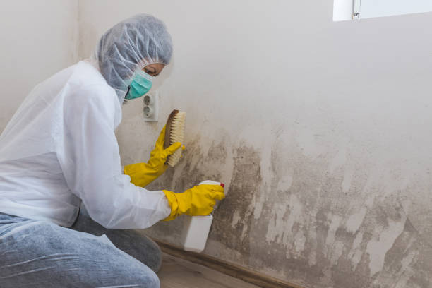 Crawl Space Mold Removal in Ellendale, ND