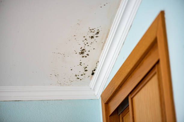 Office Mold Removal Services in Ellendale, ND