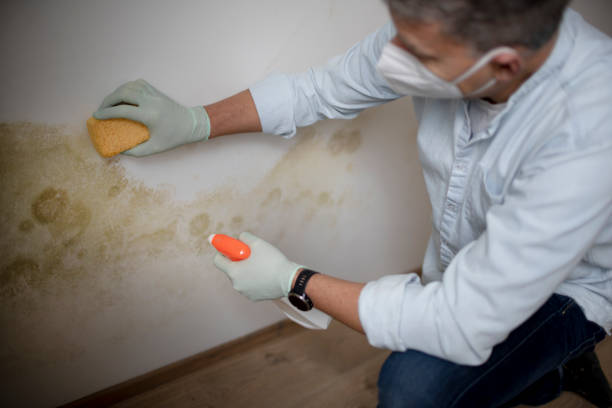 Best Residential Mold Removal  in Elleale, ND