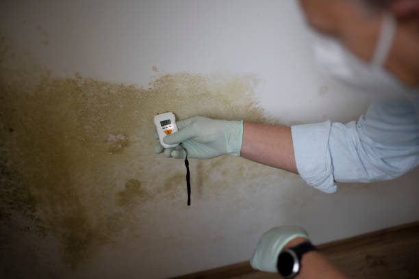 Best Certified Mold Removal  in Elleale, ND