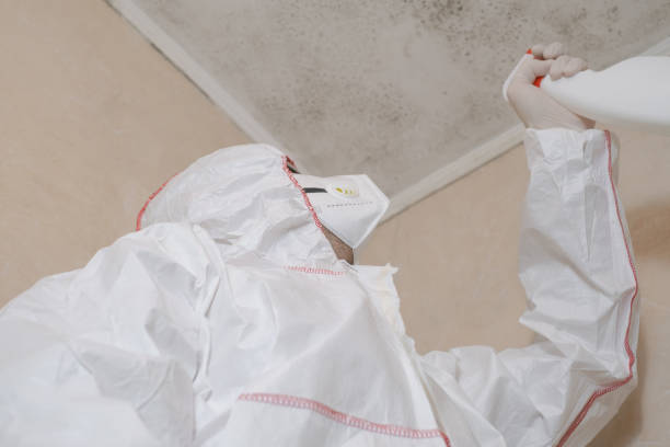 Best Mold Cleaning Services  in Elleale, ND