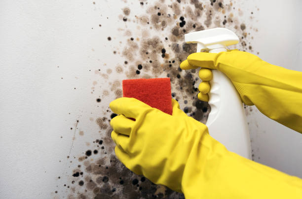 Best Mold Testing  in Elleale, ND