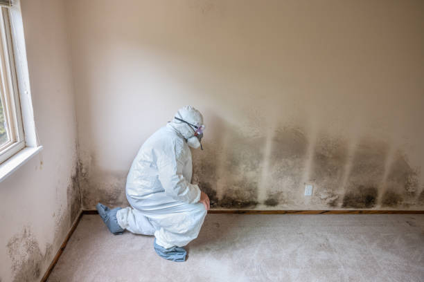 Best Fast Mold Removal  in Elleale, ND