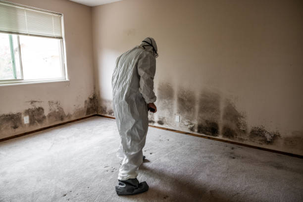 Best Mold Testing and Removal  in Elleale, ND