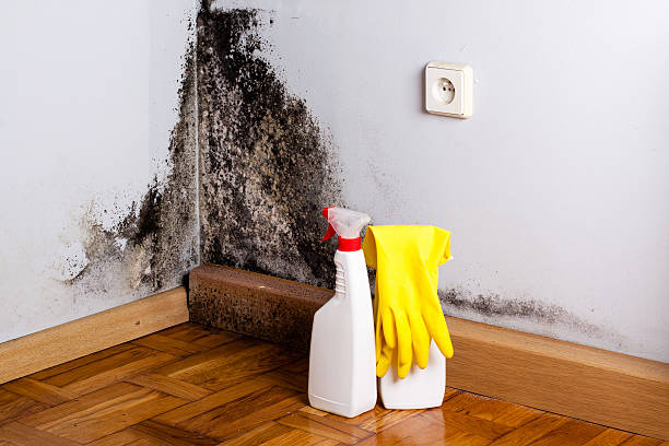 Best Office Mold Removal Services  in Elleale, ND
