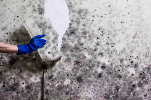 Best Local Mold Removal Service  in Elleale, ND