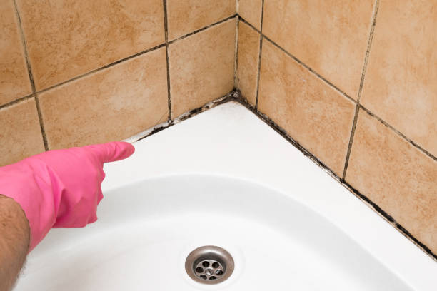 Mold Testing and Removal in Ellendale, ND